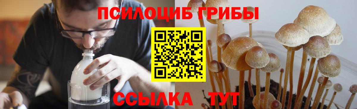 Псилоцибиновые грибы Magic Shrooms  Вход с VPN  Кировск  Псилоцибиновые грибы Psilocybine cubensis 